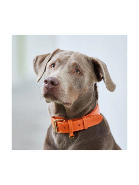 William Walker Leather Dog Collar Orange Plain Collection XXLarge 56cm
