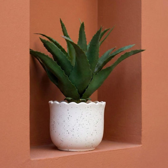 Aloe in Pot Iliadis Aloe in Pot Iliadis