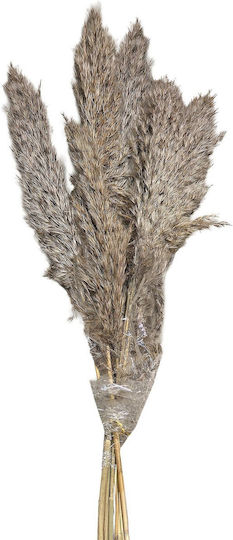 Изсушено Растение Pampas Grass HOMie