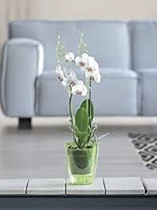 Iliadis Coubi Orchid Planter Plastic Transparent 13x13x16cm.