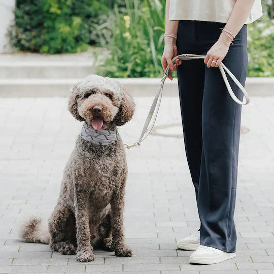 Hunter Dog Training Lead Strap in Brown Color