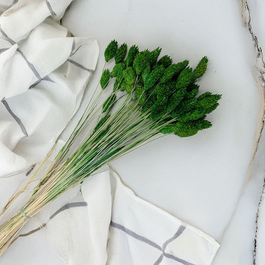 Iarbă Phalaris Uscată Canary în Formă de Sticlă
