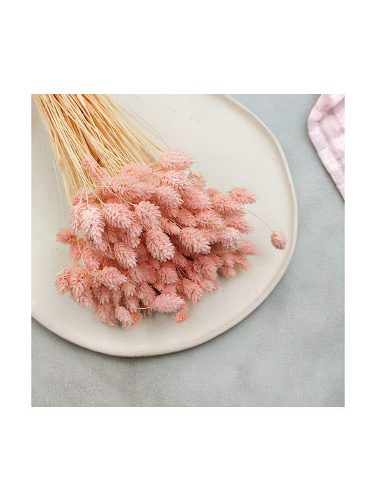 Dried Phalaris Canary Canary Grass Salmon