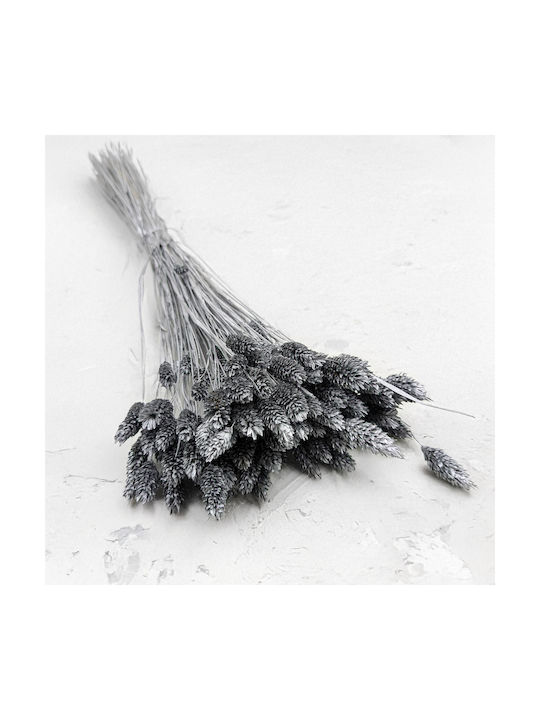 Dried Phalaris Canary Canary Grass Silver