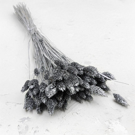 Dried Phalaris Canary Canary Grass Silver