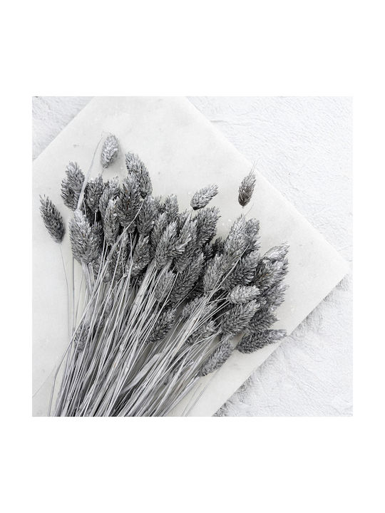 Dried Phalaris Canary Canary Grass Silver