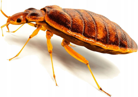 Bros Insektizid