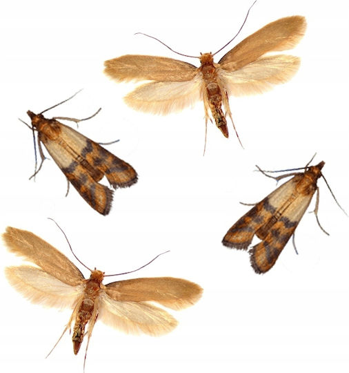 Bros Trap for Moth / Wasps