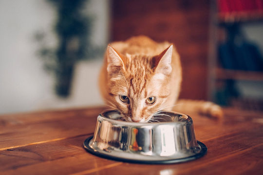 Pet Republic Nasses Katzenfutter mit Kalb und Fleisch ohne Gluten 24x100gr
