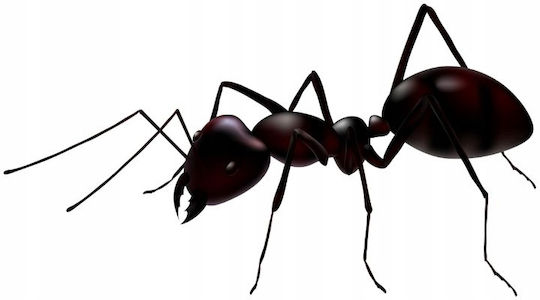 Expel Ant Σκόνη για Μυρμήγκια 300gr