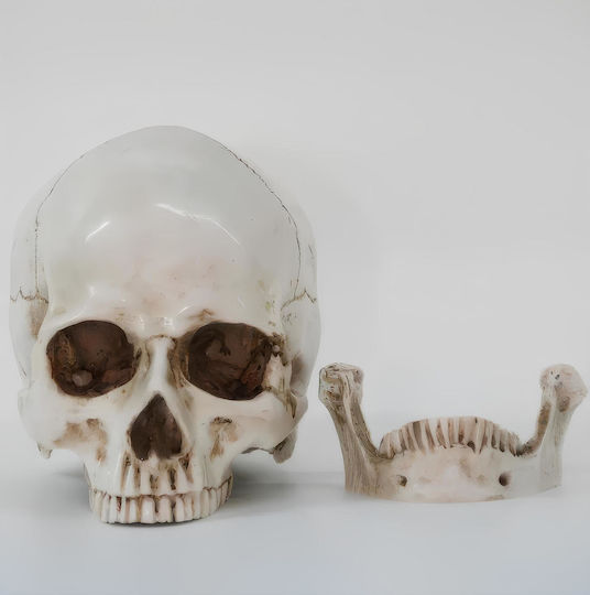 Skull Head Medical Training Manikin