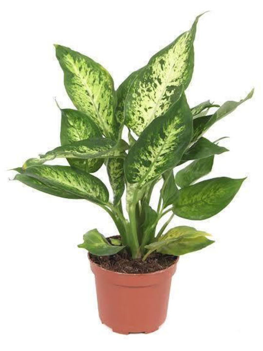 Dieffenbachia Kompakte Pflanze