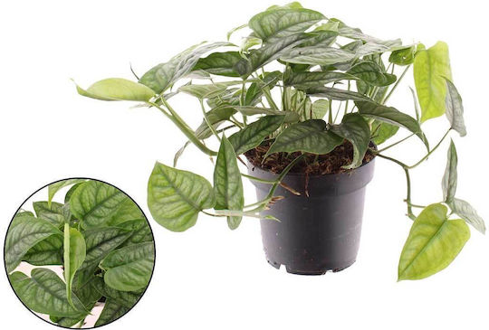 Green Leaf Succulent Height 12buc Green Leaf Succulent Height 12buc
