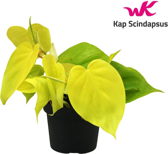 Philodendron Lime