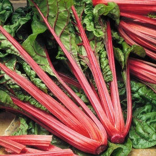 Red White Beet Seeds 5gr