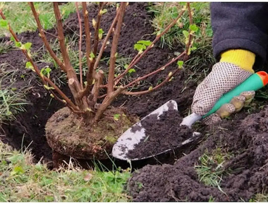 Metal Garden Shovel Ergonomic Handle Easy Transplanting