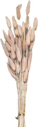 Bouquet Dried Bunny Tails 25 Branches Pink 60cm Homie 423129