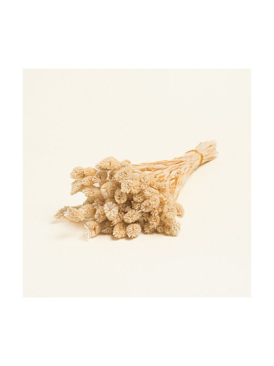 Beauty Home Dried Phalaris