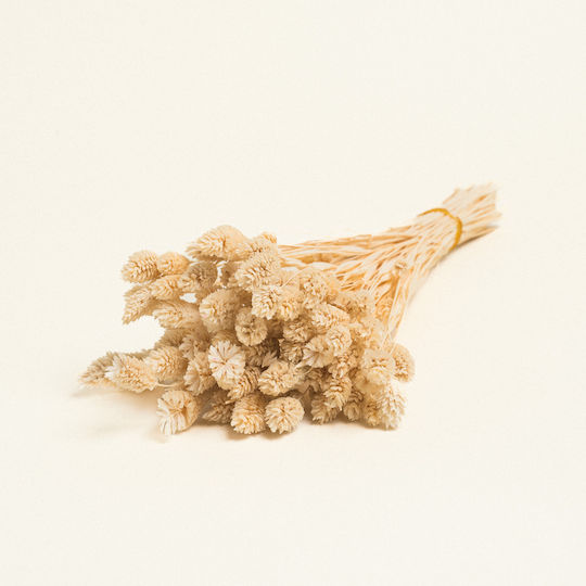 Beauty Home Getrockneter Phalaris