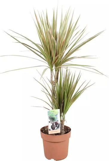 Marginata "60-30 Cm" Ύψους 80εκ. Marginata "60-30 Cm" Ύψους 80εκ.