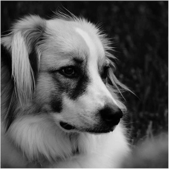 Πίνακας Contemplative Dog In Black White Στοχαστικός Σκύλος Ασπρόμαυρο 110x110