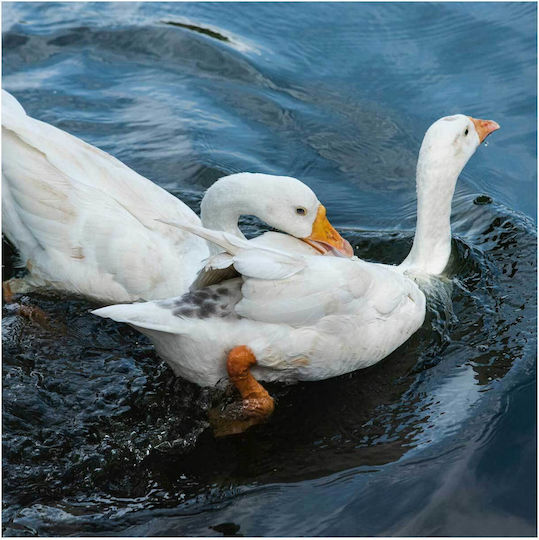 Panou Two White Ducks By Water Două Păpăițe Albe Lângă Apă 110x110