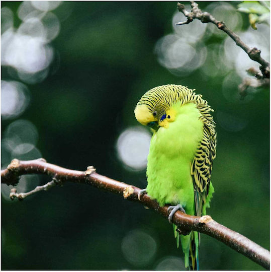 Painting Green Parakeet On A Branch Green Parakeet One Branch 110x110