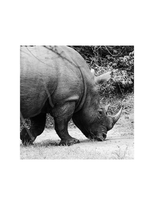 Панел Grazing Rhino В Черно И Бяло Риносър Боса Черен Бял 120x120