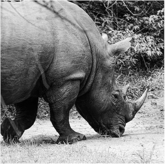 Painting Grazing Rhino In Black White Rhinoceros Grazes Black White 120x120