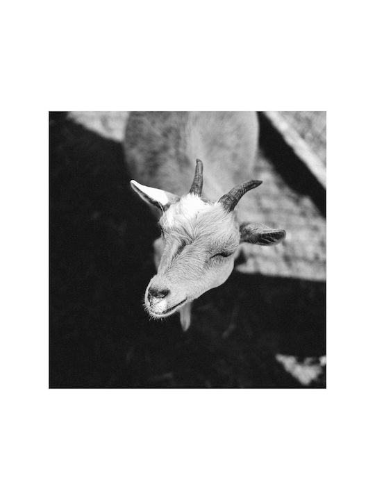 Панел Black White Коза Черно-бяла Коза 110x110