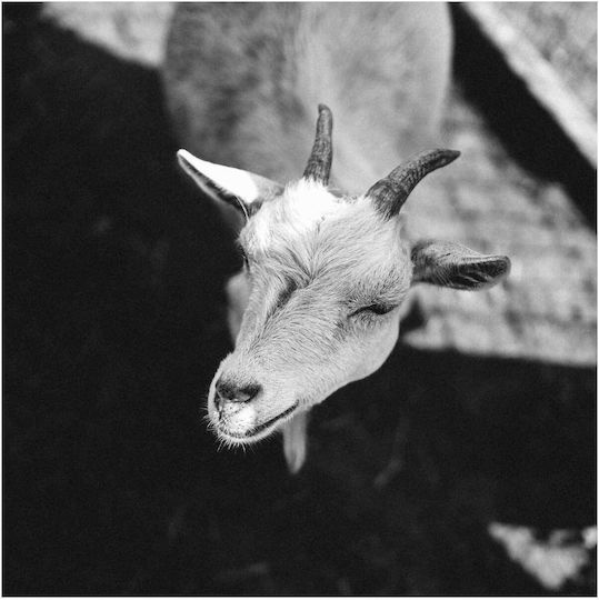 Panou Black White Goat Capră Alb-Negru 110x110