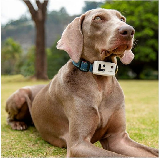 Enabot Rola Electric GPS Collar for Dogs & Cats
