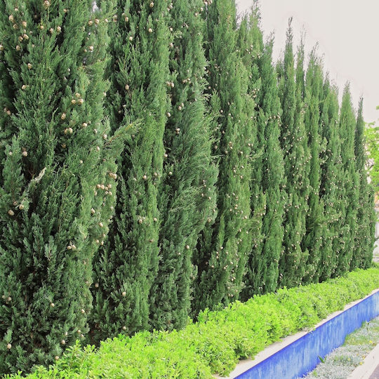 Pământ Conifer 50l Substrat Măsline Tui