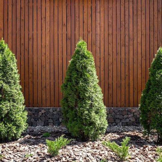 Pământ Conifer 50l Substrat Măsline Tui