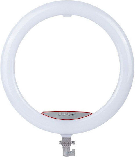 Qiaoyang RGB Ringlicht 56cm und Handyhalterung