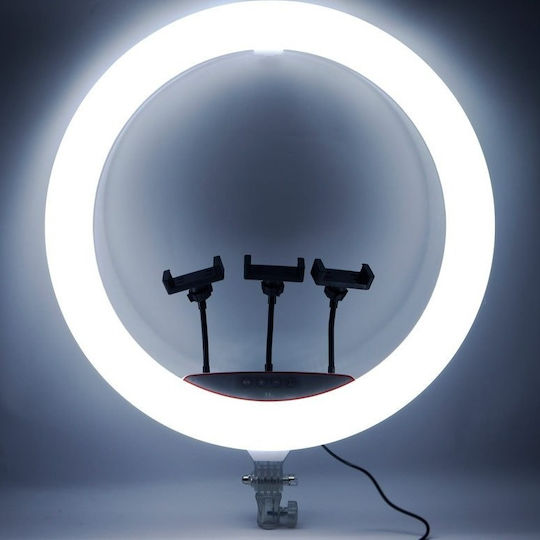 Qiaoyang RGB Ringlicht 56cm und Handyhalterung
