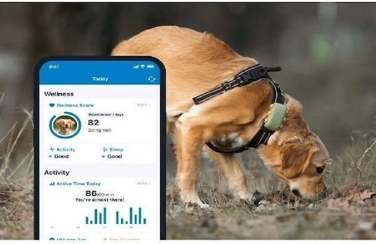 Tractive Tracker pentru câini 6 XL Zgarda electrică GPS pentru câine