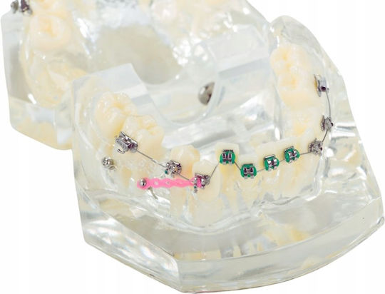 Dental Model Device 100 60