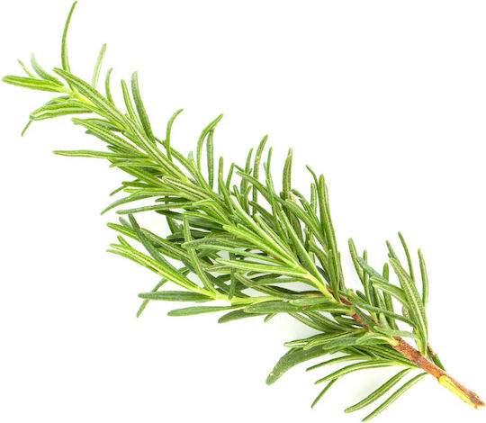 Urtekram Rosemary Fine Hair Organic Shampoos gegen Haarausfall für Zerbrechlich Haare 500ml