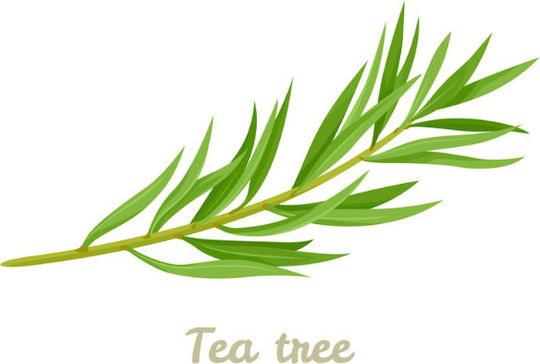 Urtekram Tea Tree Sampon De Par Organic Pentru Scalp Iritat Împotriva Mătreții Pentru Scalp Sensibil Pentru Toate Tipurile De Păr 250ml