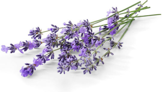 Urtekram Lavender Hair Shampoos für Normal Haare 500ml