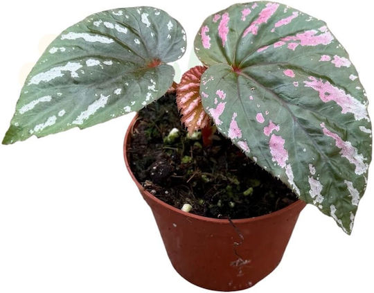 Begonia Brevirimosa Ø8 Cm