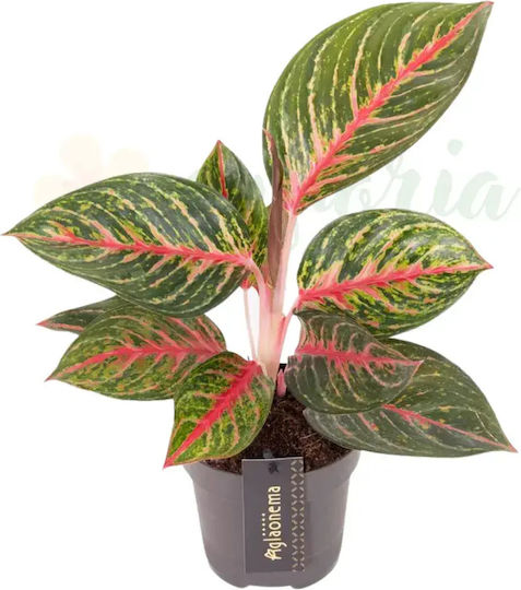 Aglaonema Olive Rote Ø12cm Aglaonema Olive Rote Ø12cm