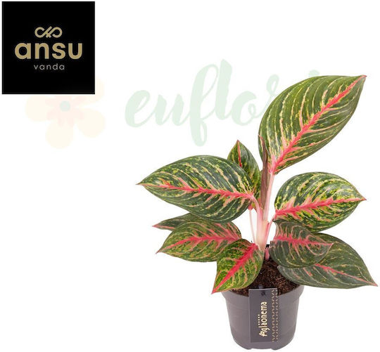 Aglaonema 'olive Red' Ø12cm Ø12 Cm