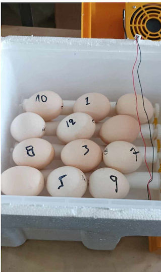 SPV Automatic Egg Incubator 36 Eggs with Steam System & Battery Support