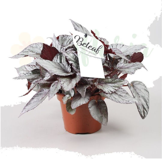 Begonia 'arctic Breeze' Ø12 Cm