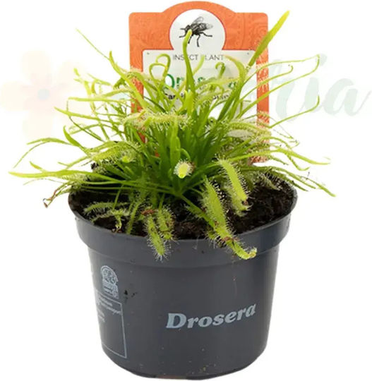 Drosera Alba Ø9 Cm