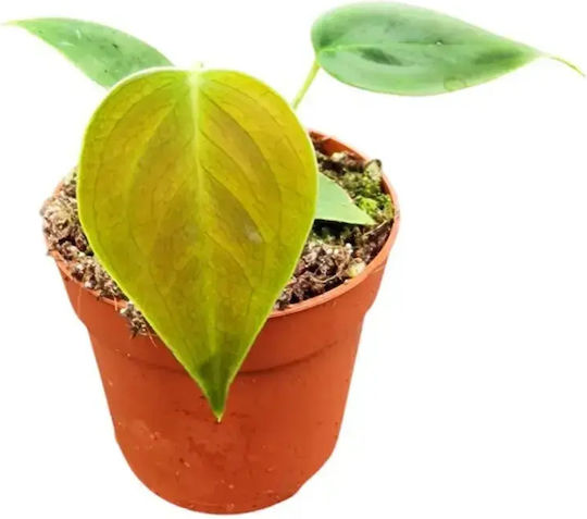 Anthurium Veitchii Ø6 Cm