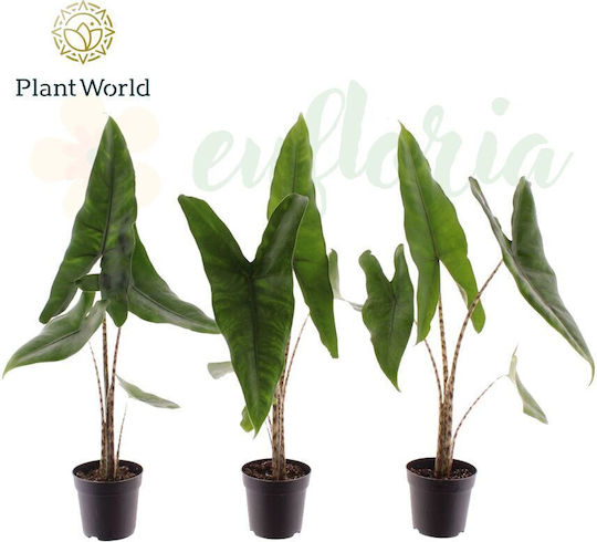 Alocasia Zebrina Ø7 Cm