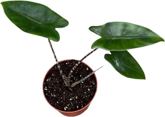 Alocasia Zebrina Ø7 Cm